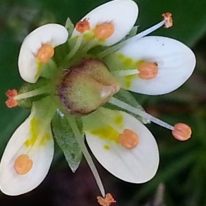 Photographie n°347045 du taxon Saxifraga aspera L. [1753]