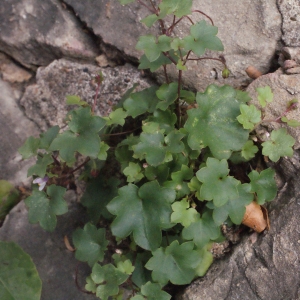 Photographie n°347048 du taxon Cymbalaria muralis f. muralis