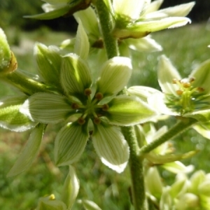 Photographie n°348189 du taxon Veratrum album L.