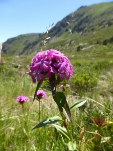 Anne-Laure BESNARD, le  9 juillet 2015 (L'Hospitalet-près-l'Andorre)