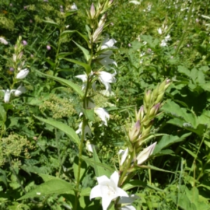 Photographie n°348201 du taxon Campanula latifolia L. [1753]