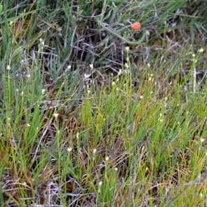 Photographie n°348867 du taxon Rhynchospora alba (L.) Vahl [1805]