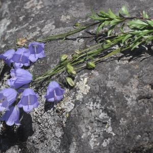 Photographie n°358096 du taxon Campanula rhomboidalis L. [1753]