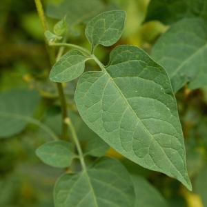 Photographie n°370160 du taxon Solanum dulcamara L. [1753]