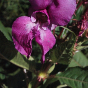 Photographie n°374223 du taxon Impatiens glandulifera Royle [1833]