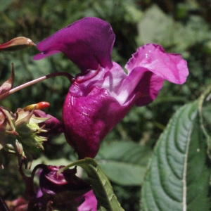 Photographie n°374229 du taxon Impatiens glandulifera Royle [1833]