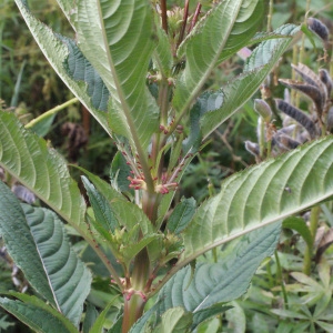 Photographie n°374244 du taxon Impatiens glandulifera Royle [1833]