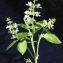 Liliane Roubaudi - Ocimum basilicum L. [1753]