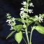  Liliane Roubaudi - Ocimum basilicum L. [1753]