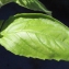  Liliane Roubaudi - Ocimum basilicum L. [1753]