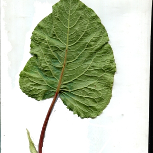 Photographie n°374902 du taxon Rumex alpinus L. [1759]