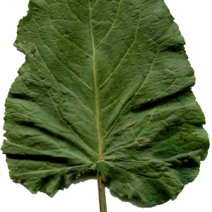 Photographie n°374903 du taxon Rumex alpinus L. [1759]