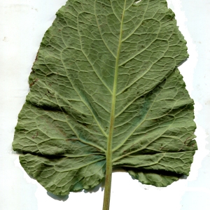 Photographie n°374904 du taxon Rumex alpinus L. [1759]