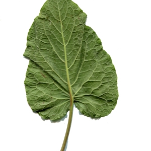 Photographie n°374906 du taxon Rumex alpinus L. [1759]