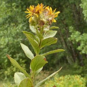 Photographie n°377125 du taxon Inula spiraeifolia L. [1759]