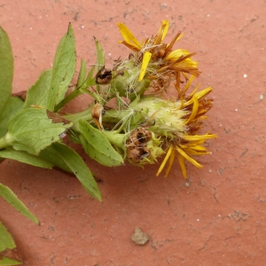 Photographie n°377128 du taxon Inula spiraeifolia L. [1759]