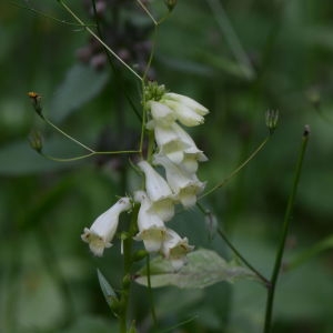 Photographie n°378712 du taxon Digitalis lutea L. [1753]