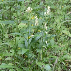 Photographie n°378713 du taxon Digitalis lutea L. [1753]