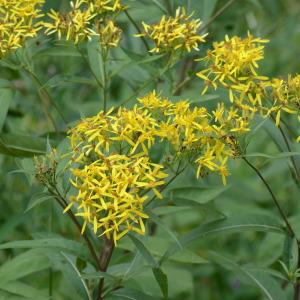 Photographie n°378944 du taxon Senecio ovatus (P.Gaertn., B.Mey. & Scherb.) Willd. [1803]