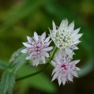 Photographie n°380546 du taxon Astrantia major L. [1753]