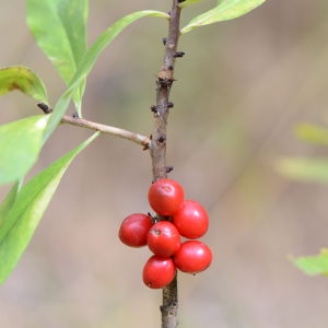 Photographie n°380778 du taxon Daphne mezereum L. [1753]