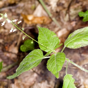 Photographie n°385122 du taxon Circaea lutetiana L. [1753]