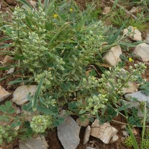 Photographie n°392896 du taxon Alyssum alyssoides (L.) L. [1759]