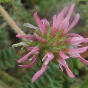 Photographie n°392899 du taxon Astragalus glaux L. [1753]