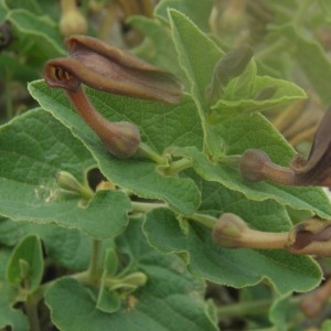 Photographie n°393088 du taxon Aristolochia pistolochia L. [1753]