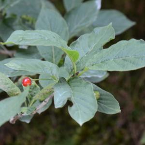 Photographie n°396409 du taxon Lonicera alpigena L. [1753]