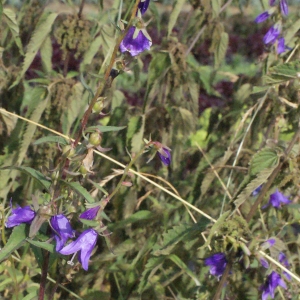 Photographie n°396970 du taxon Campanula rapunculus L. [1753]