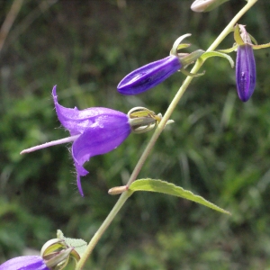 Photographie n°396972 du taxon Campanula rapunculus L. [1753]