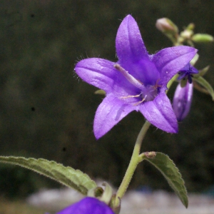 Photographie n°396975 du taxon Campanula rapunculus L. [1753]