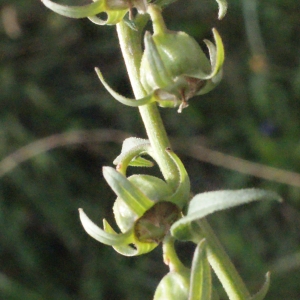 Photographie n°396983 du taxon Campanula rapunculus L. [1753]