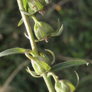 Photographie n°396986 du taxon Campanula rapunculus L. [1753]