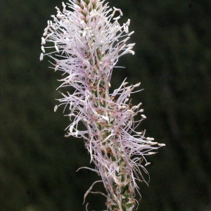 Photographie n°398449 du taxon Plantago media L.