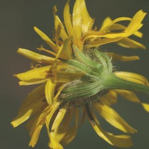 Photographie n°401950 du taxon Crepis pyrenaica (L.) Greuter [1970]