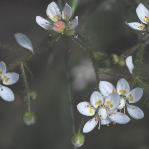 Photographie n°401957 du taxon Micranthes clusii (Gouan) B.Bock [2012]