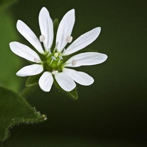 Photographie n°404389 du taxon Myosoton aquaticum (L.) Moench [1794]