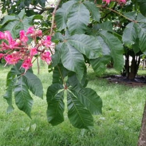 Photographie n°405104 du taxon Aesculus carnea Hayne [1822]