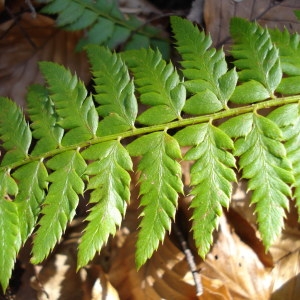 Photographie n°406414 du taxon Polystichum aculeatum (L.) Roth [1799]