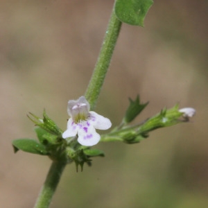 Photographie n°413918 du taxon Clinopodium nepeta (L.) Kuntze