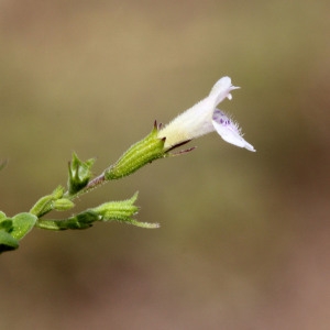 Photographie n°413919 du taxon Clinopodium nepeta (L.) Kuntze