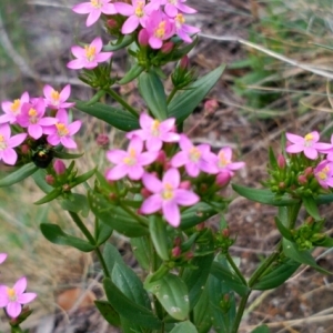 Photographie n°423596 du taxon Centaurium erythraea Rafn [1800]