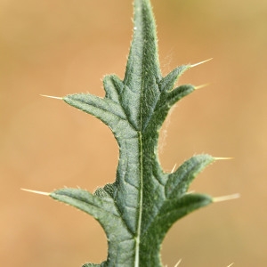 Photographie n°425490 du taxon Cirsium vulgare (Savi) Ten. [1838]
