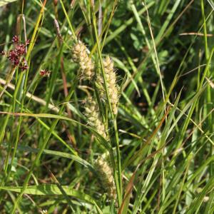 Photographie n°437307 du taxon Carex hirta L. [1753]