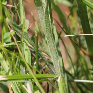 Photographie n°437308 du taxon Carex hirta L. [1753]