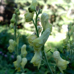 Photographie n°446456 du taxon Aconitum lycoctonum L. [1753]