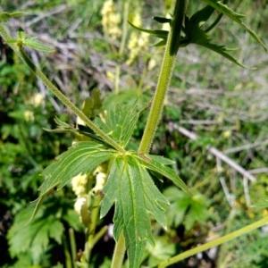 Photographie n°446863 du taxon Aconitum lycoctonum L. [1753]