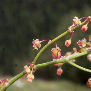 Photographie n°448437 du taxon Rumex scutatus L. [1753]